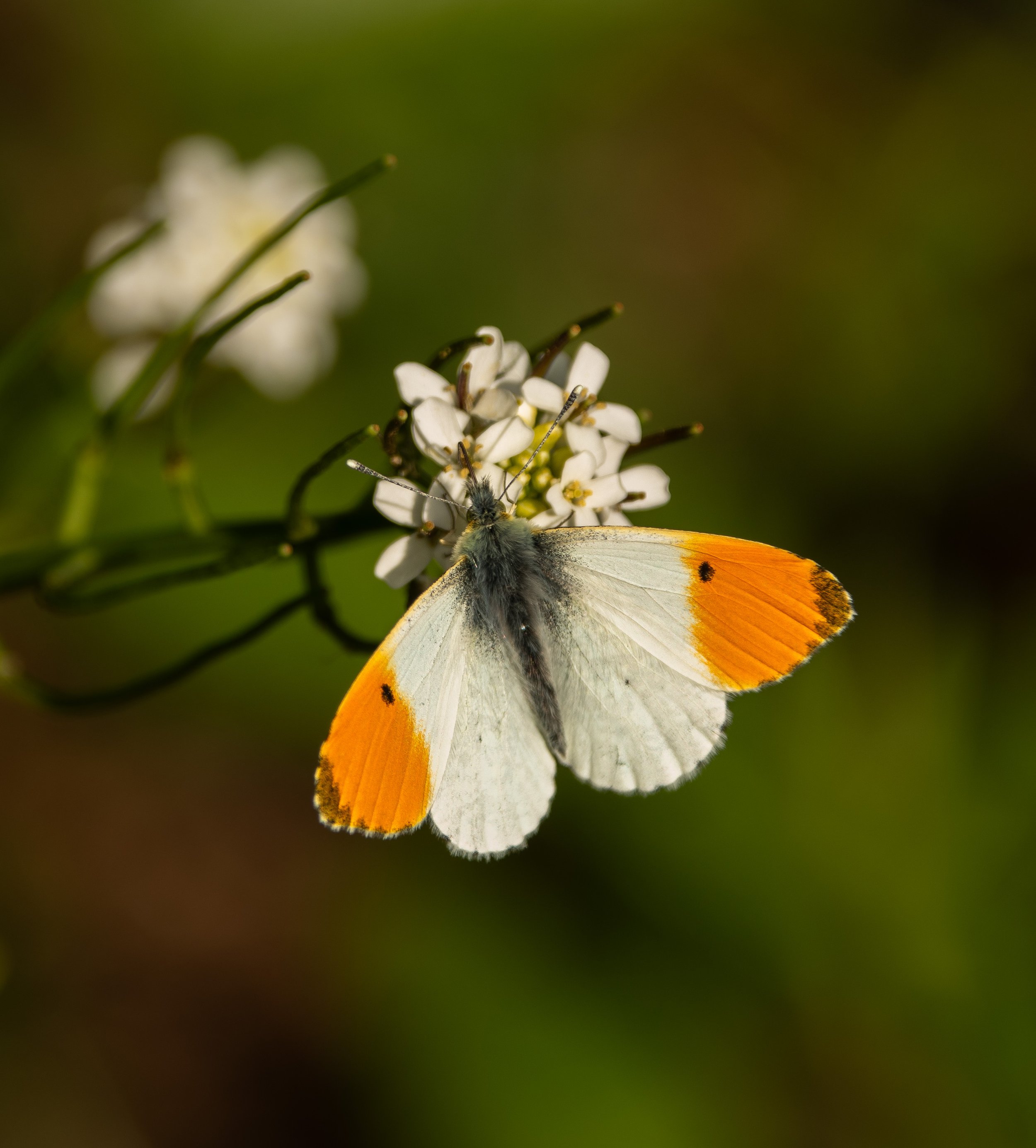 Orange Tip