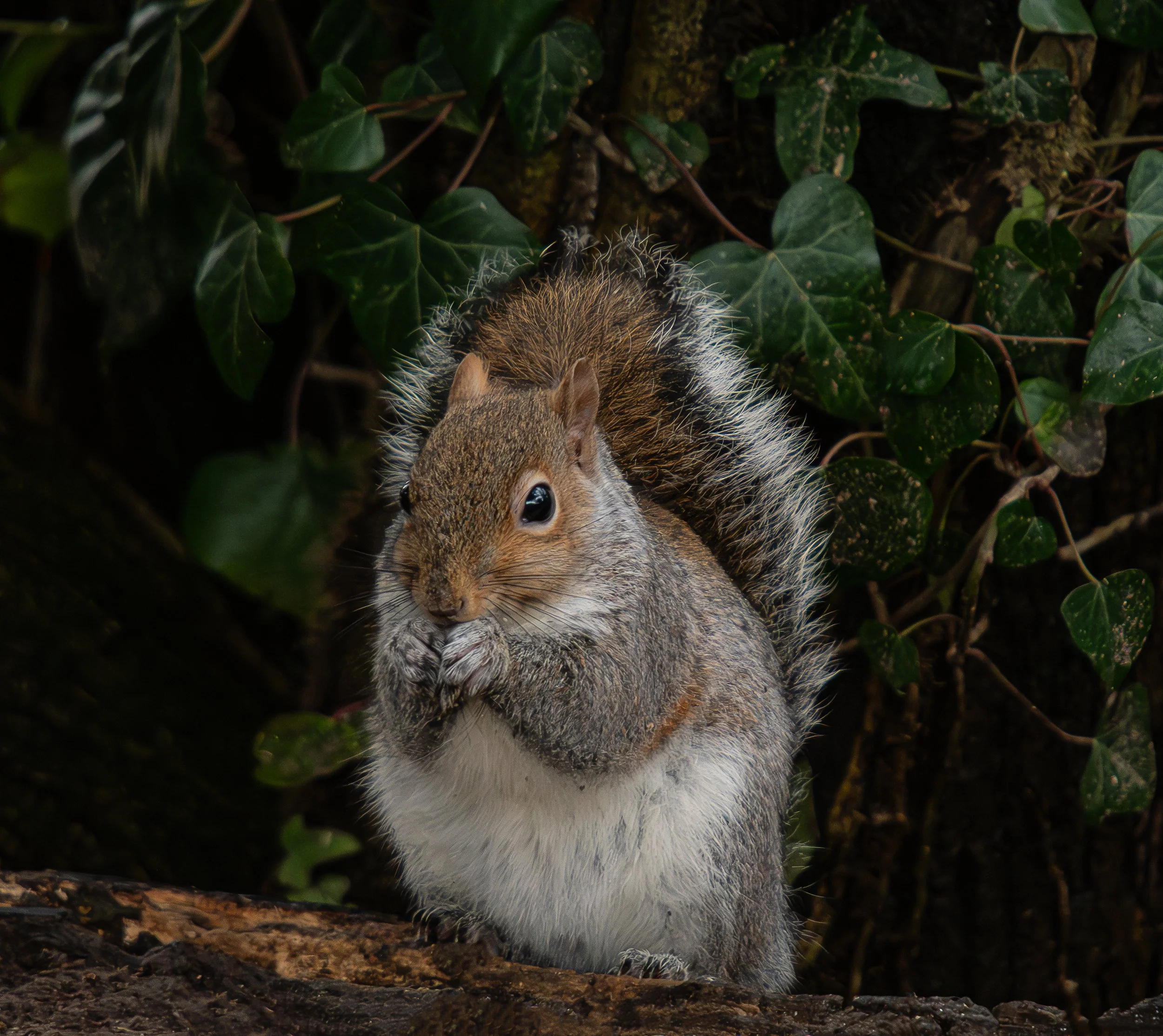 DSC_5926-Edit.jpg