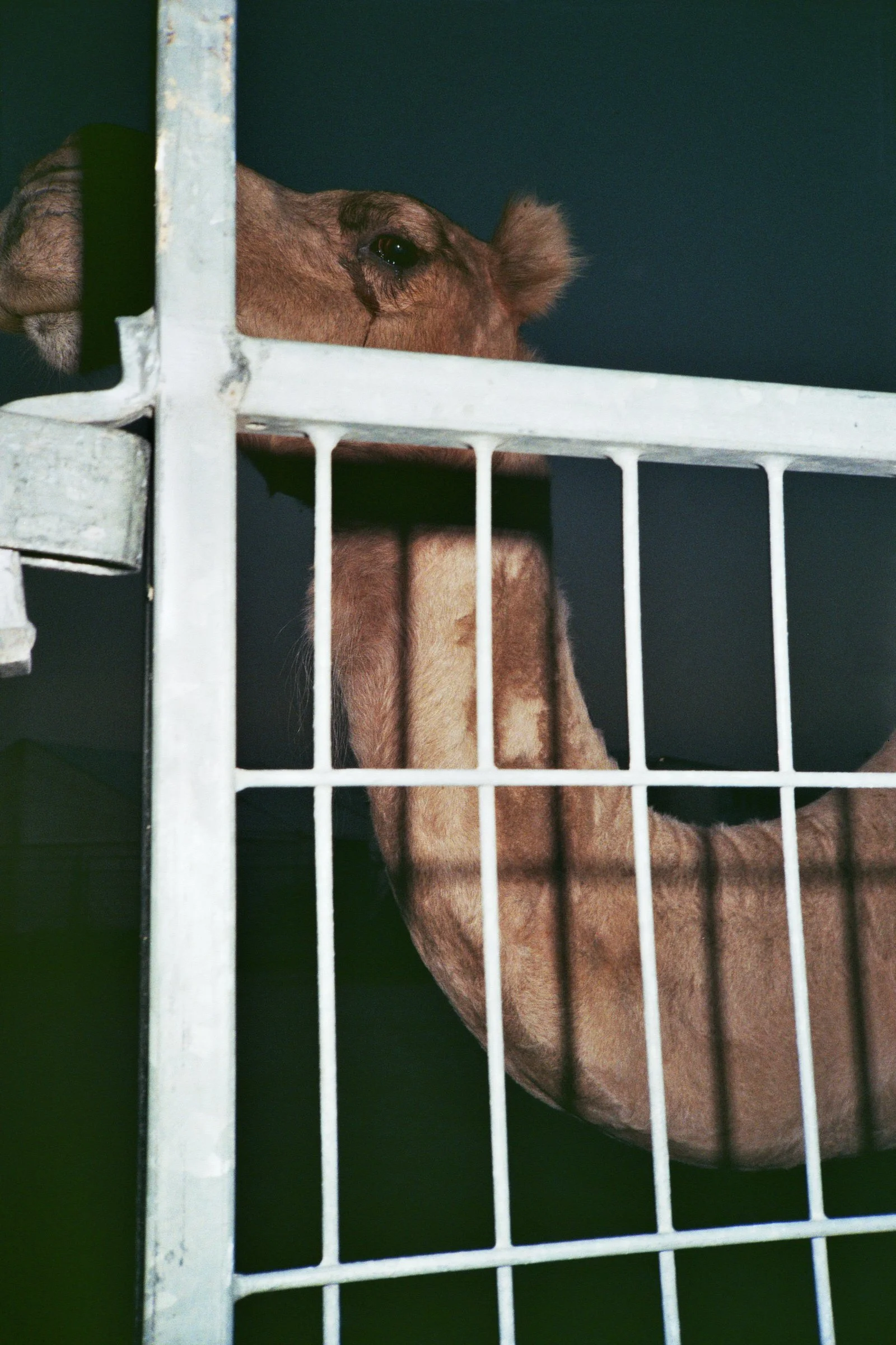 _6A_00609 copy.jpg