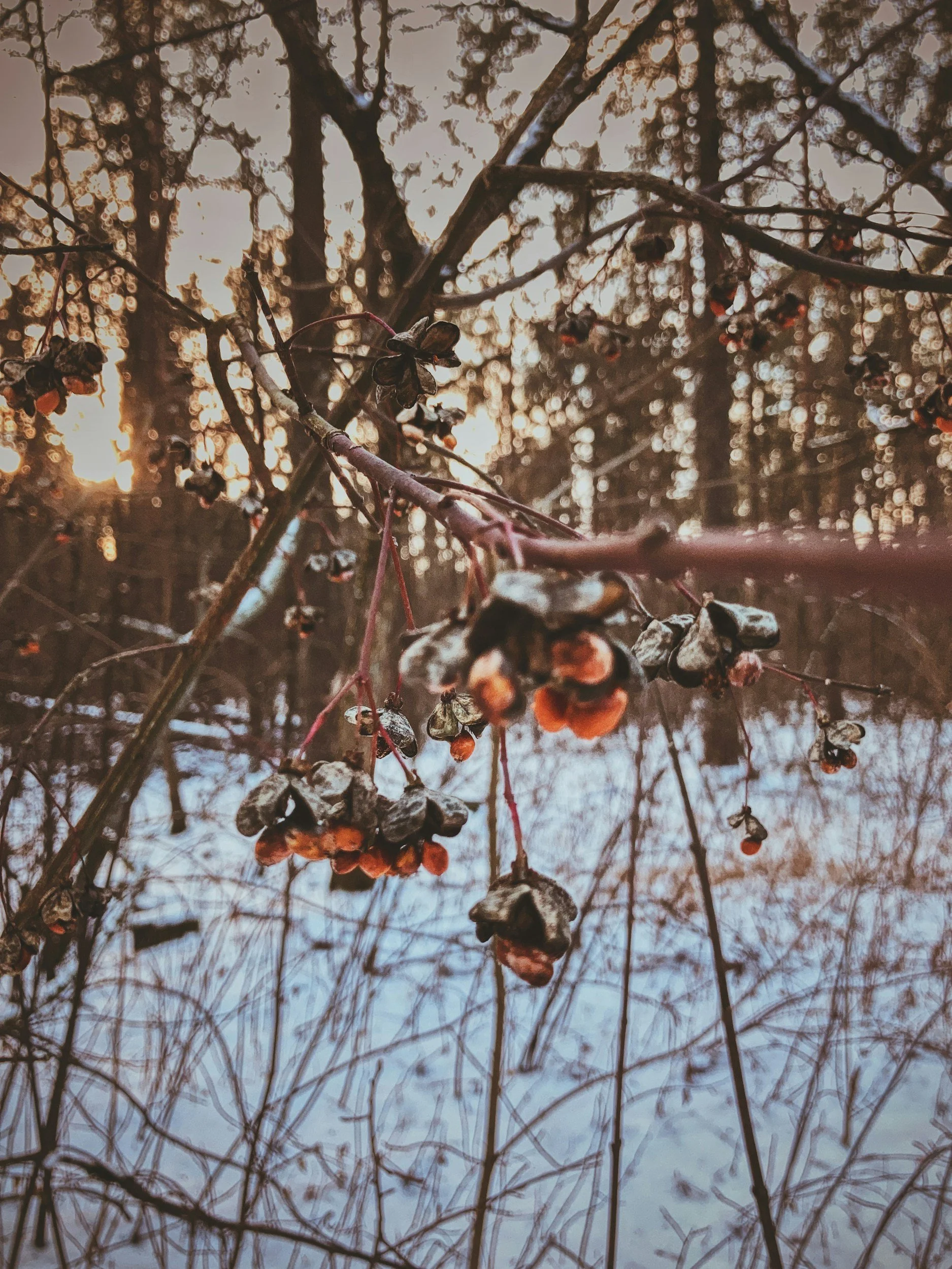 Winter Solstice - Seasonal Wellbeing Ceremonies