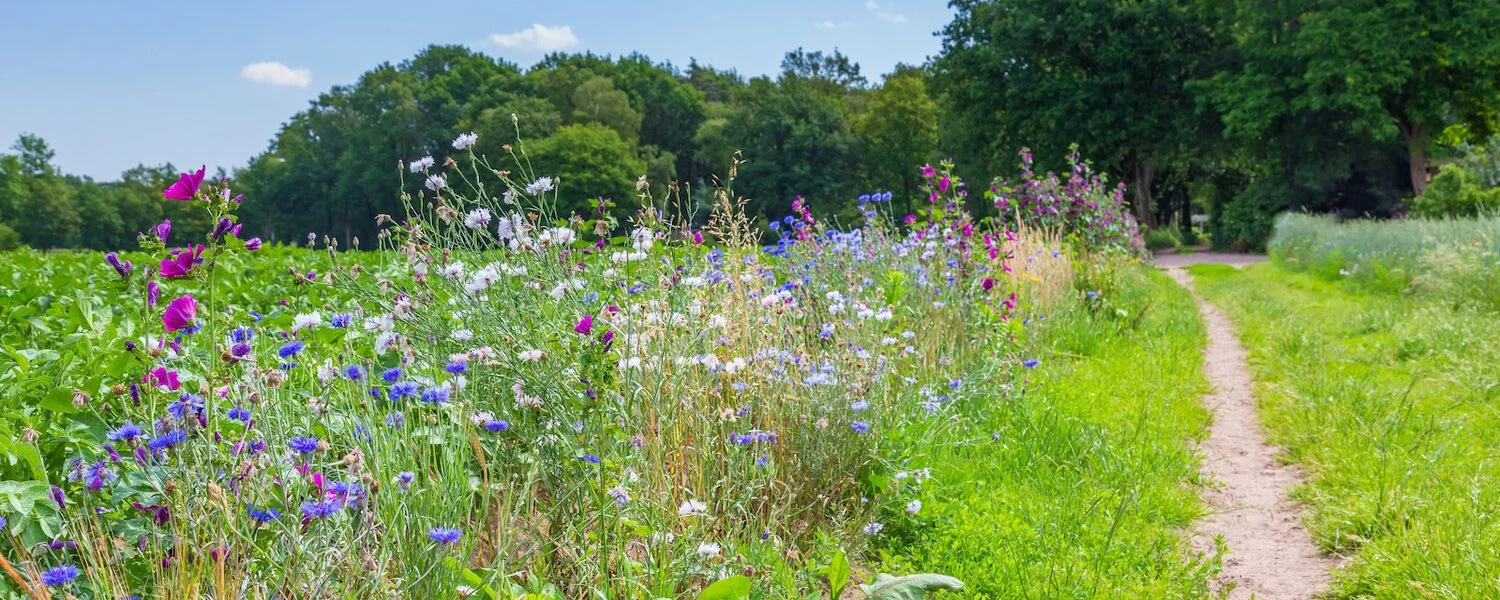 The Critical Role of Biodiversity: Protecting the UK and Combating Climate Change