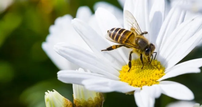 A third of developers remain in the dark over Biodiversity Net Gain regulations