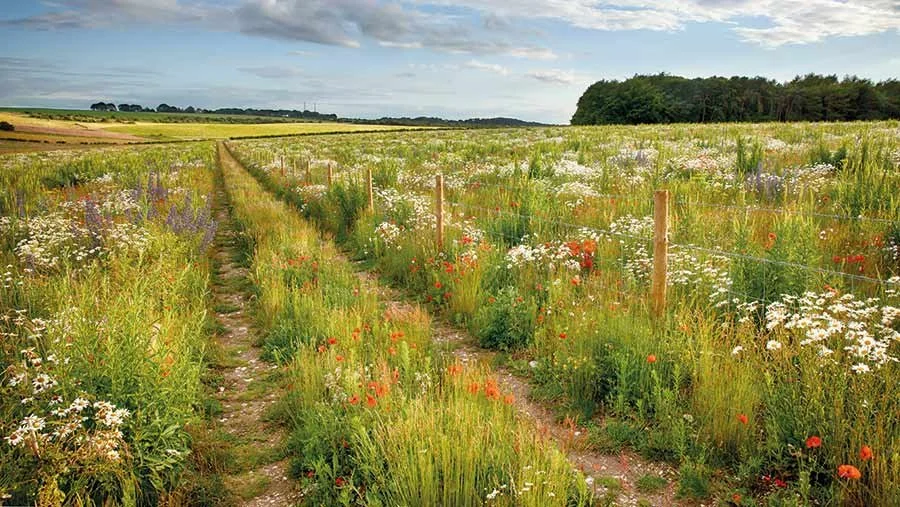 BNG Legislation passes today! Making Biodiversity Net Gain mandatory from January 2024