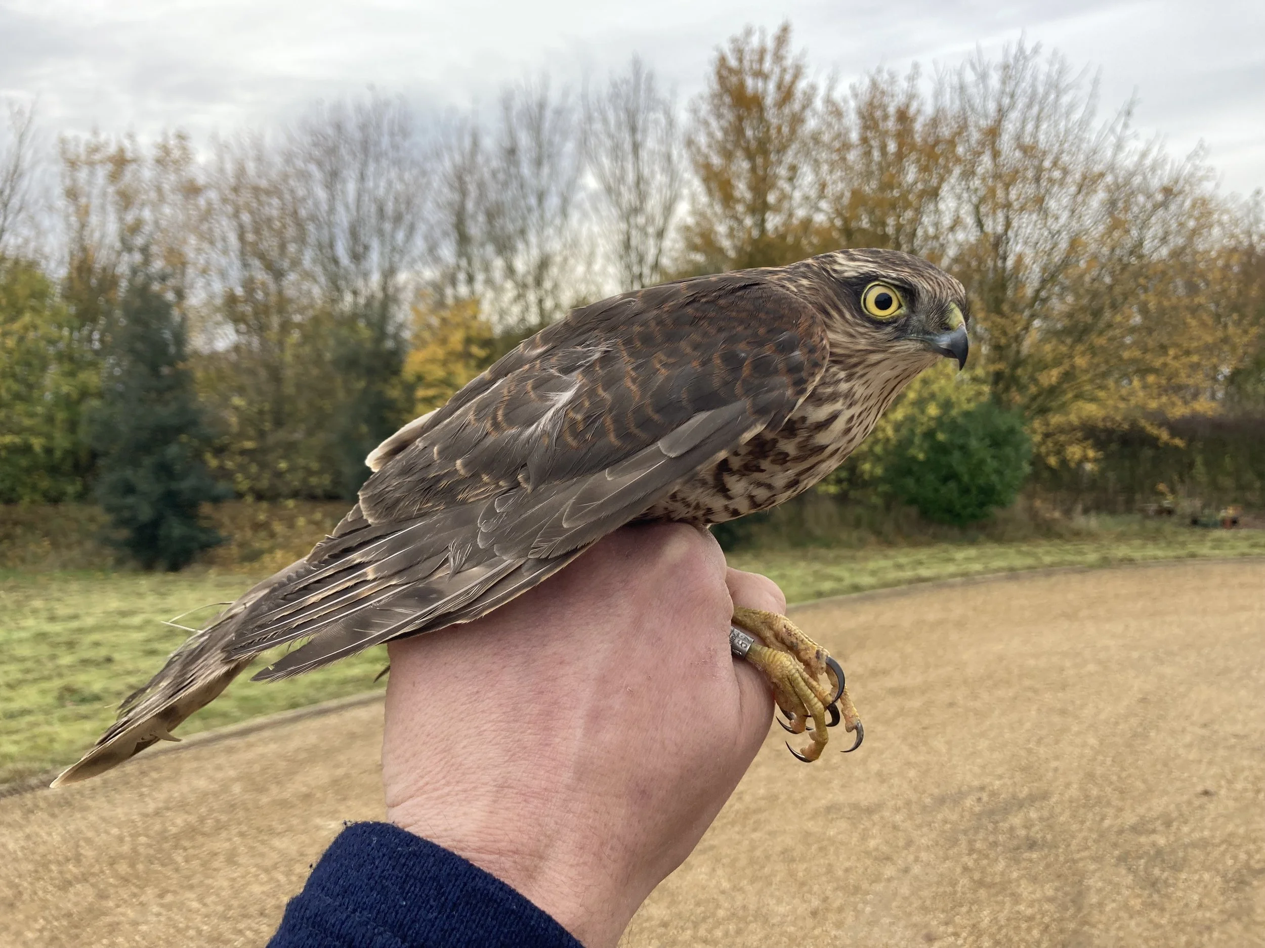 Rewilding Diaries - January 2024