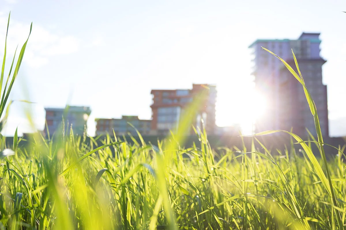 Developer Friendly Advice on BNG - What you need to do and when?