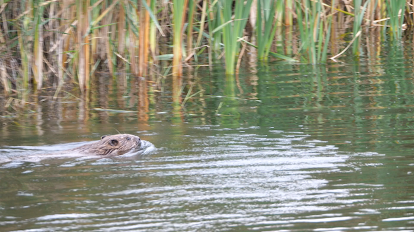 Nattergal’s Boothby, Rewilding Diaries - February 2024