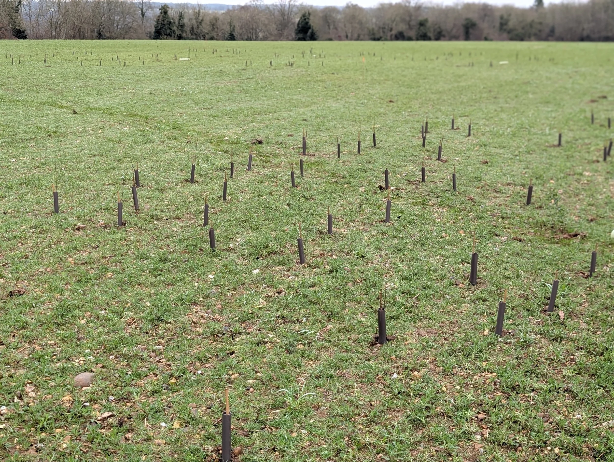 Woodmeadow Trees - ed cooper.jpg