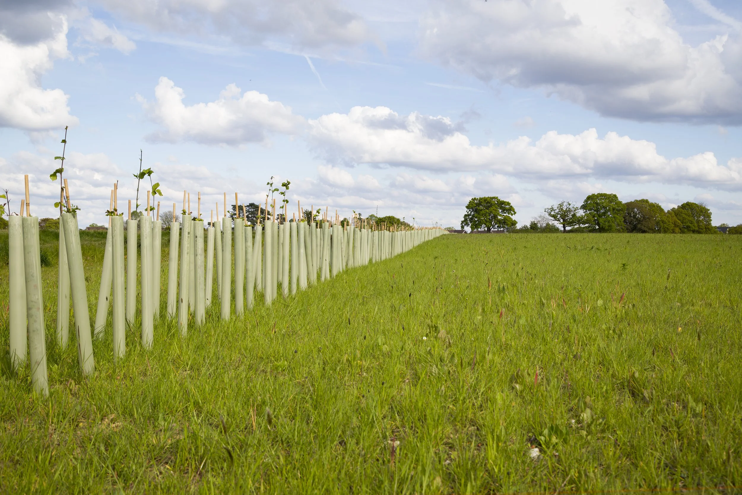 New hedgerow and grass - ed cooper.jpg