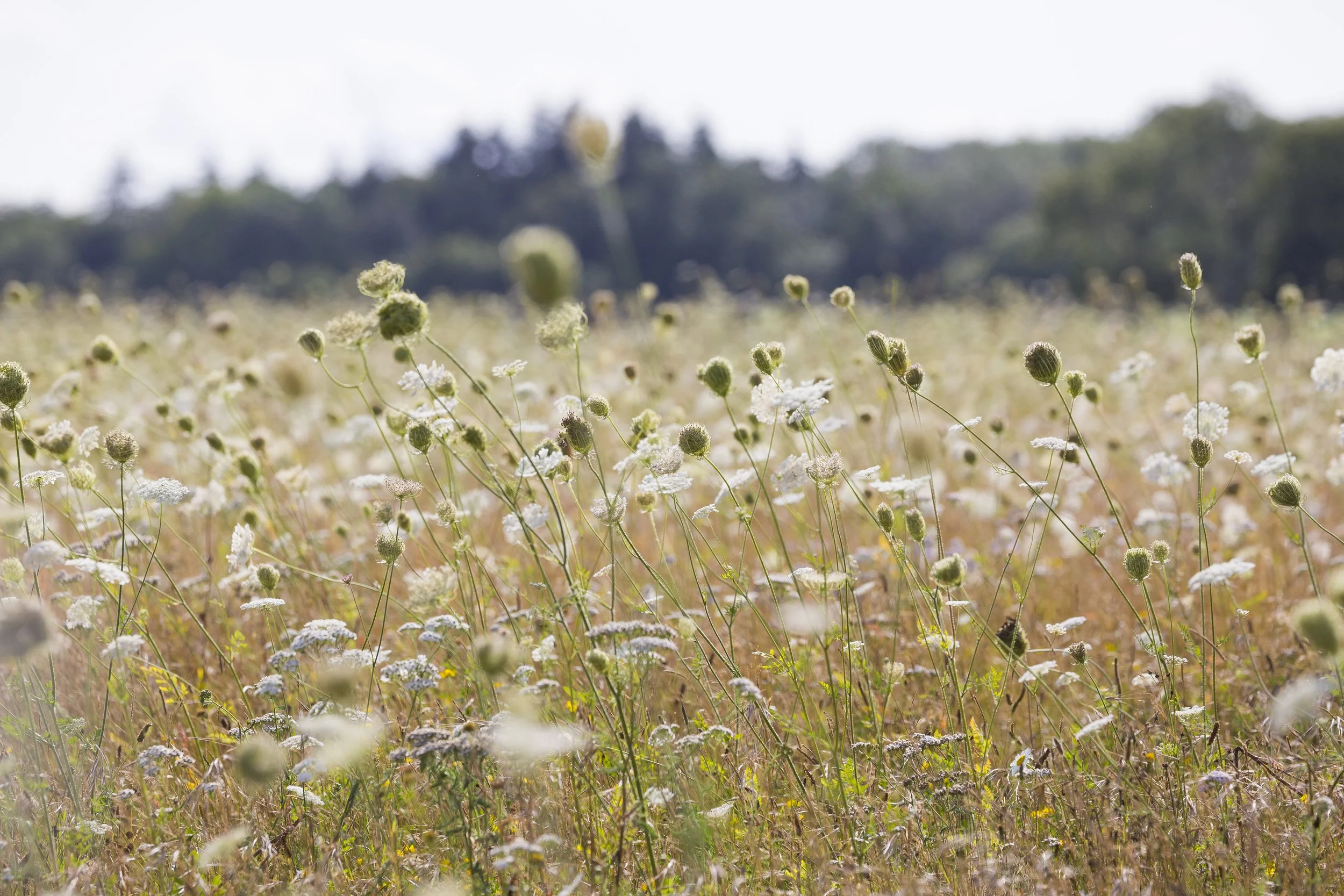 BNG Advice for Developers: Navigating Biodiversity Net Gain with Confidence