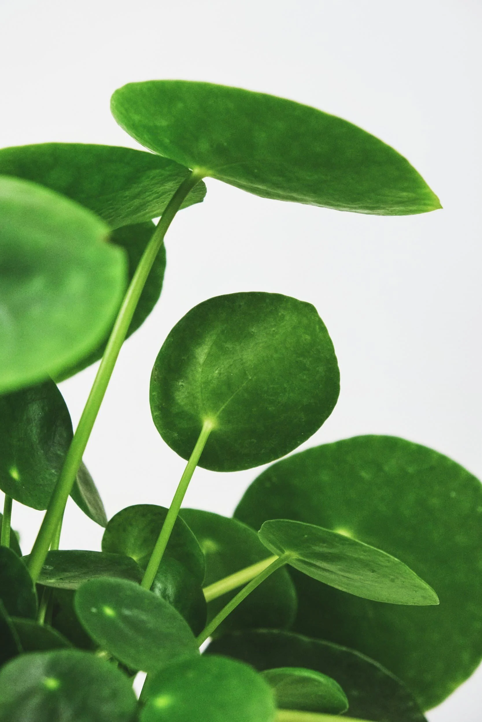 Image of plant with white background
