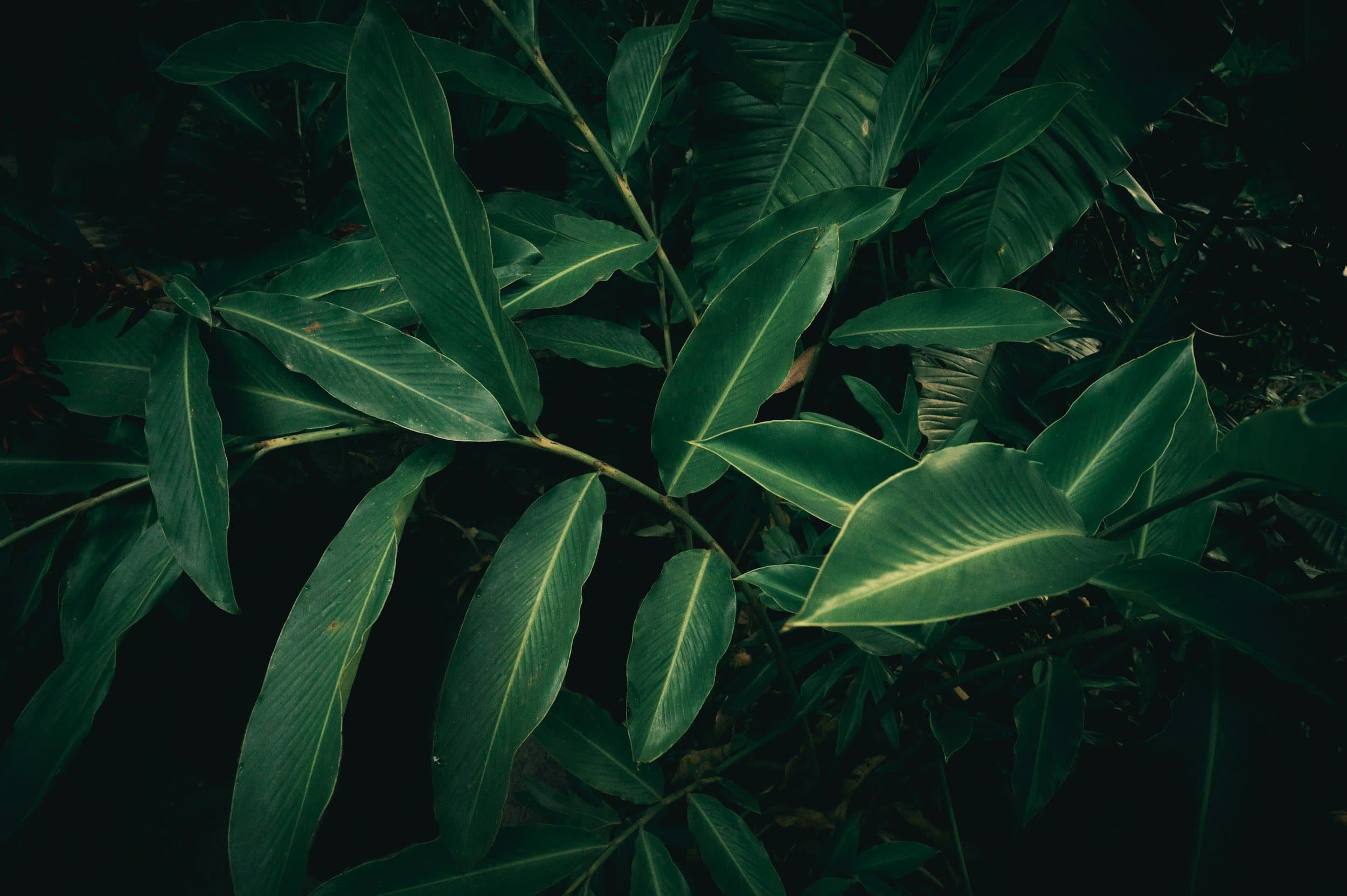 Dark green tropical leaves overlap in dense foliage, with dramatic lighting highlighting their elongated shapes and veins.