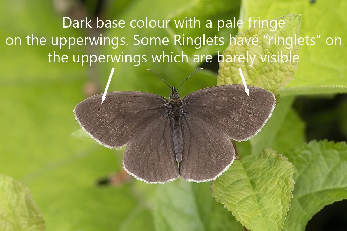 Identifying Confusion Species - The Browns — Northants Butterflies