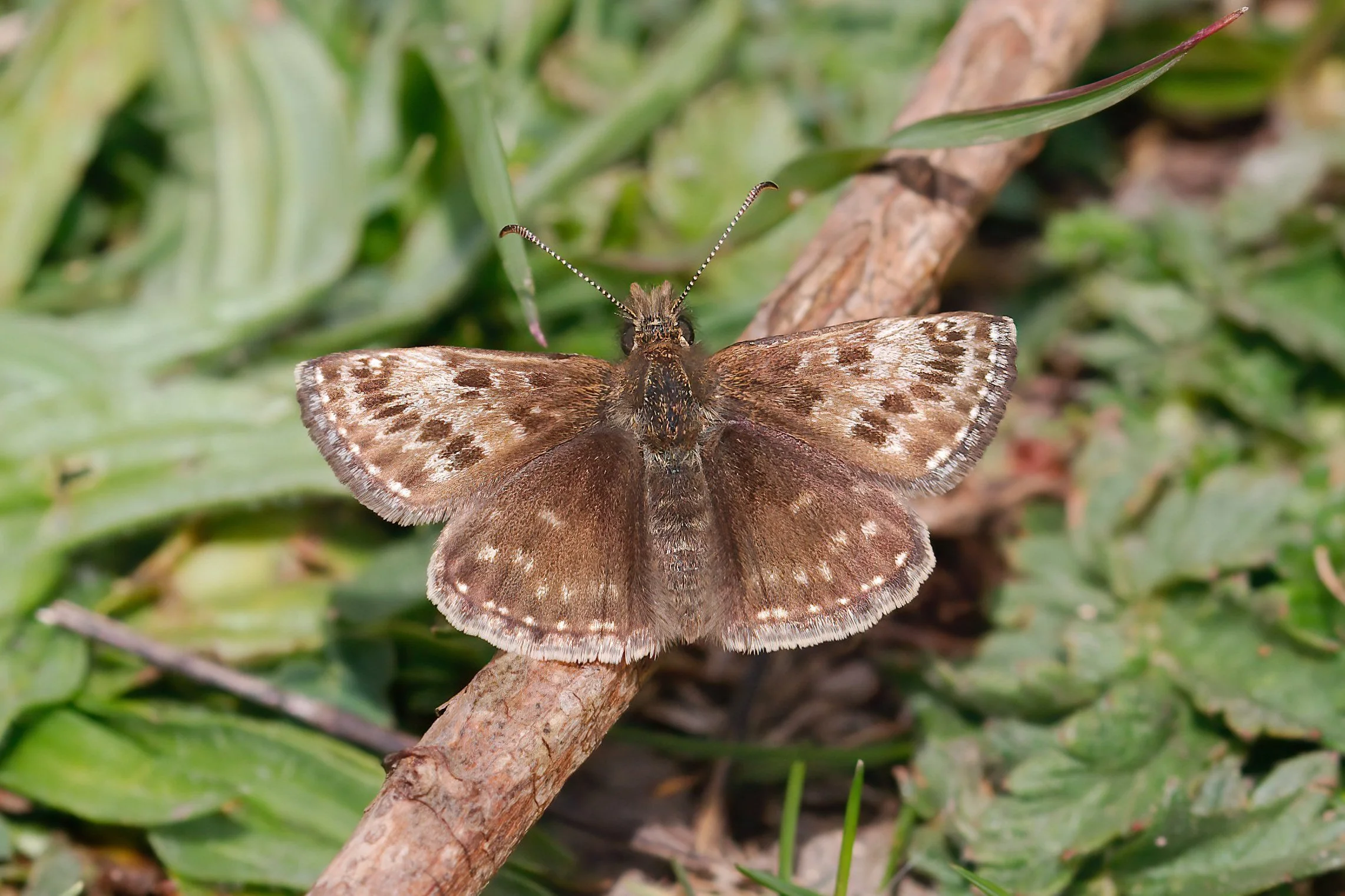 Dingy Insect Dingy Skipper — Northants Butterflies