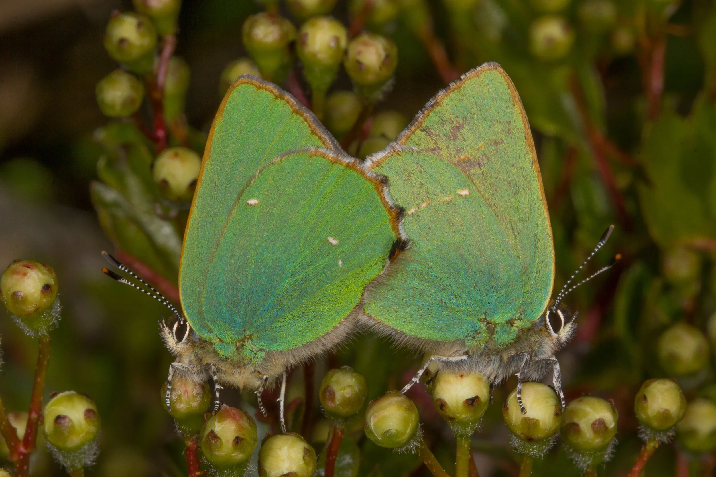 Green Hairstreak Northants Butterflies