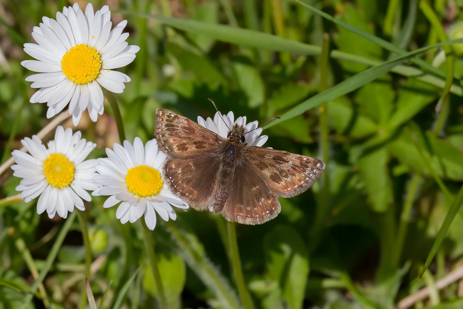 Dingy Skipper — Northants Butterflies