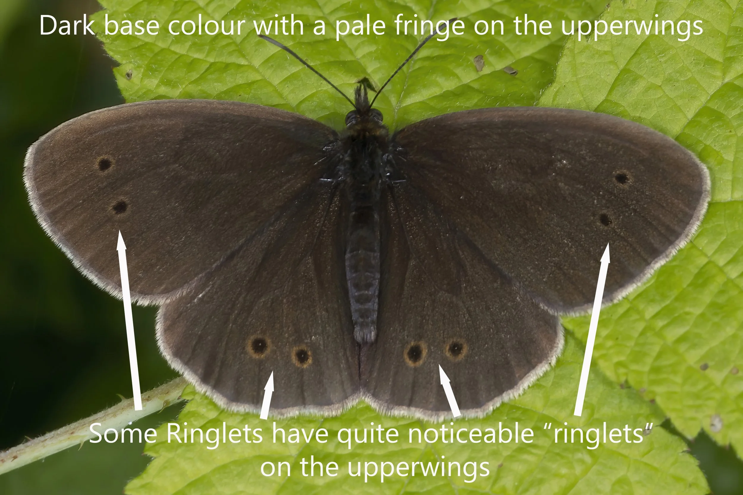 Identifying Confusion Species - The Browns — Northants Butterflies