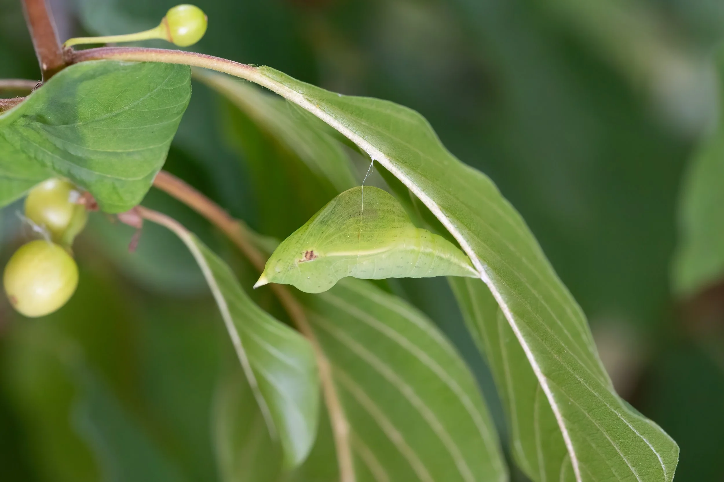 BBC Radio Northampton, the Big Butterfly Count and Brimstones in the