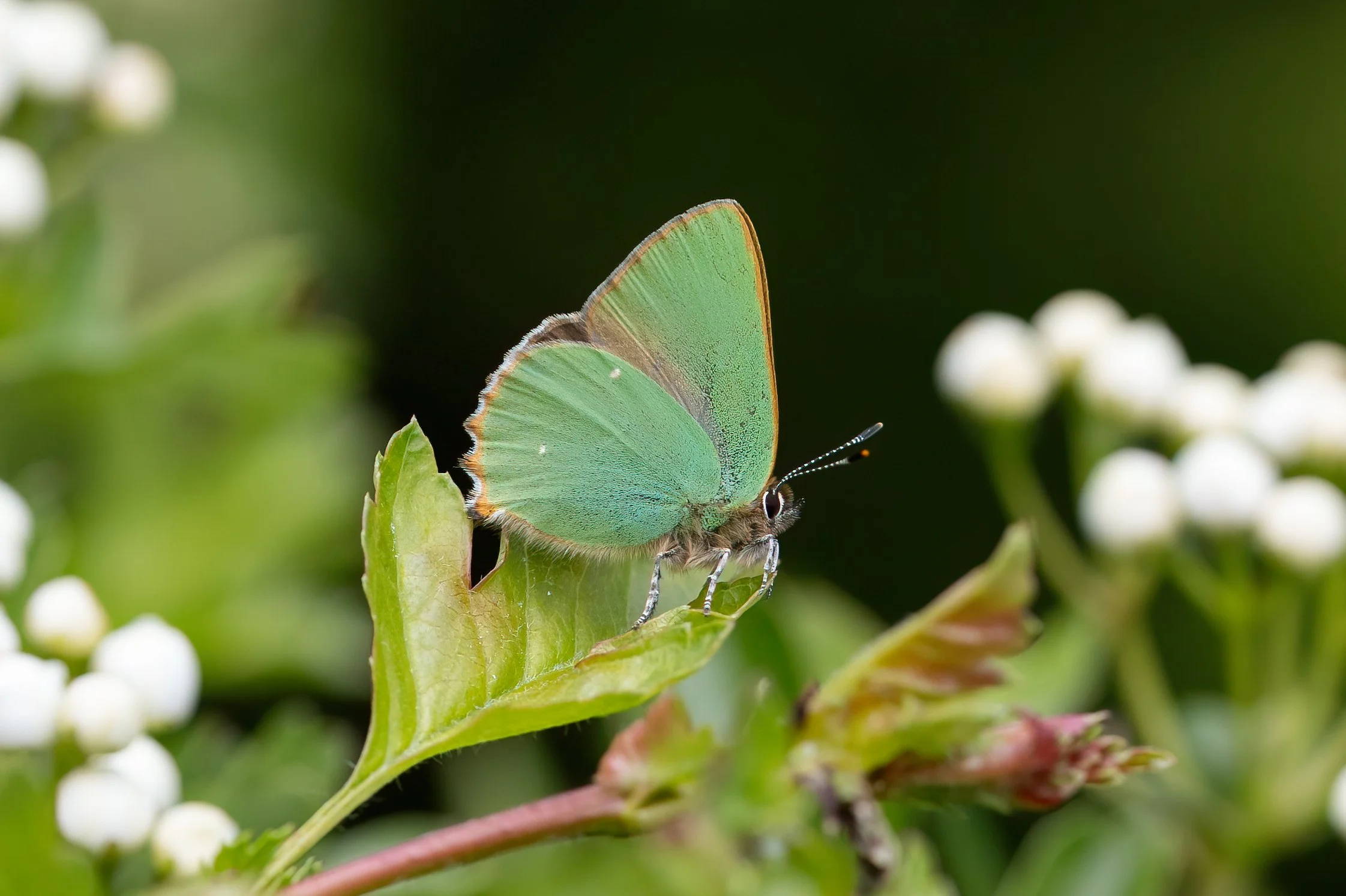 A Warm Start To Spring Northants Butterflies
