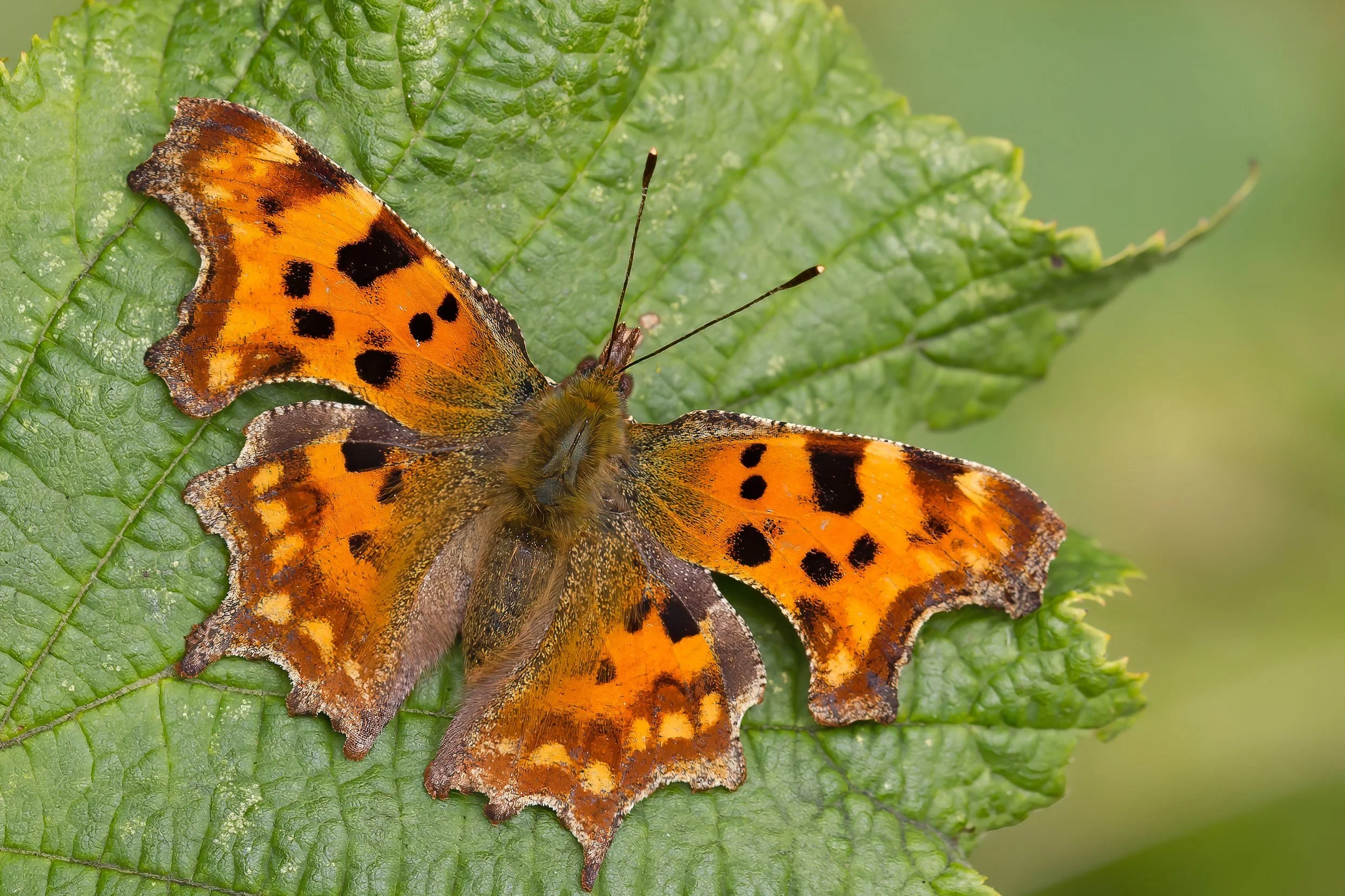 Comma Buttrfly Comma — Northants Butterflies