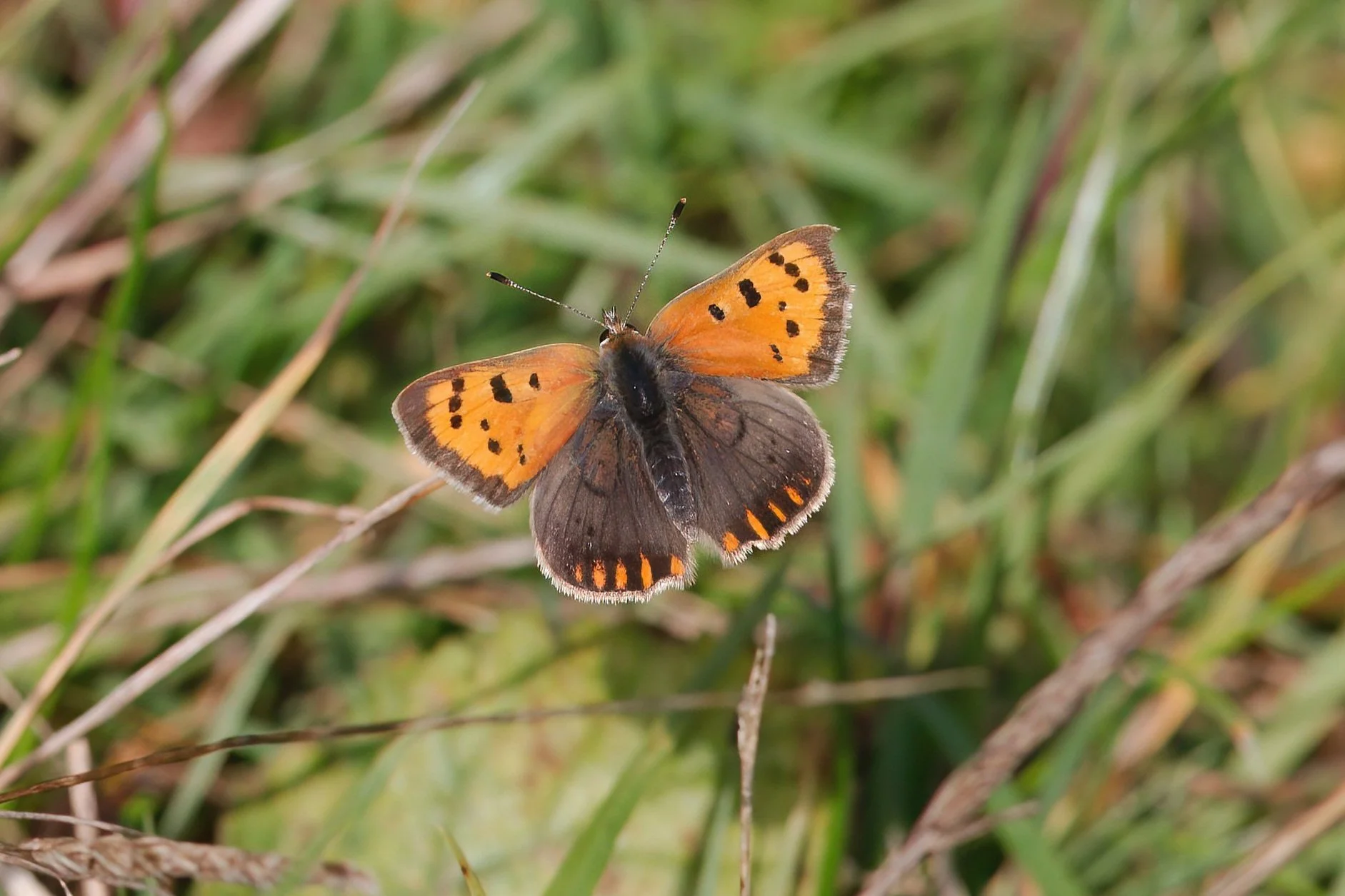 Small Copper — Northants Butterflies