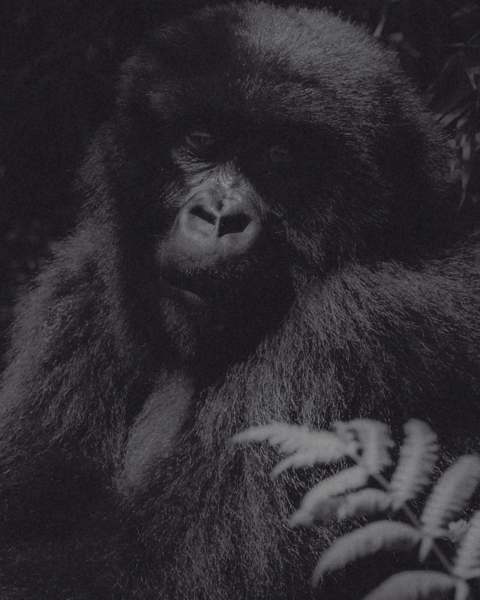 rwanda-2.jpg