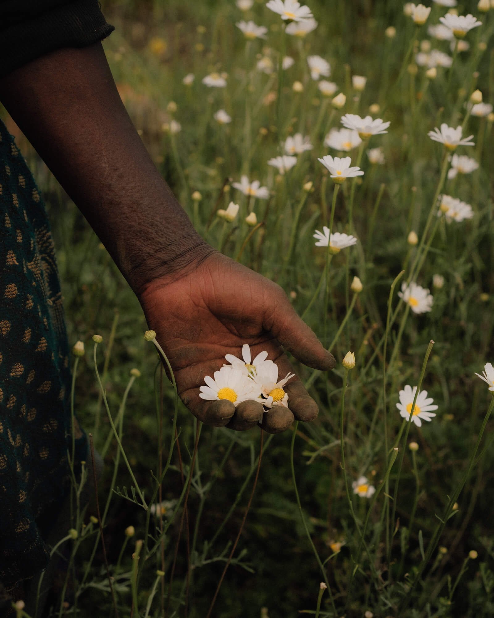 rwanda-white-flowers.jpg