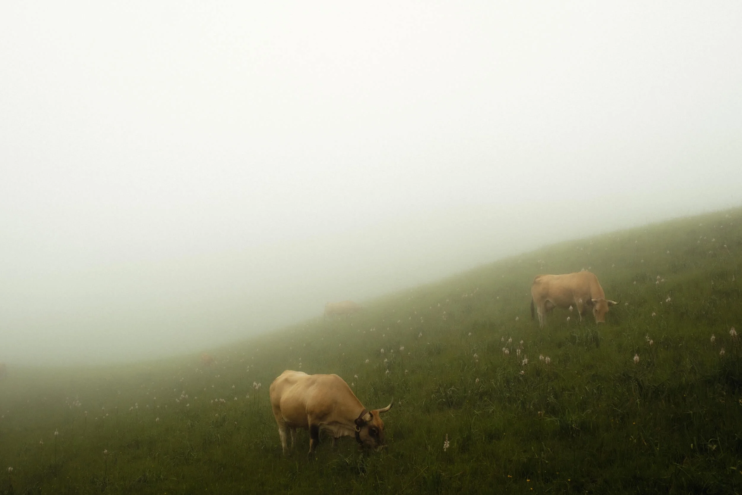 asturias-7.jpg