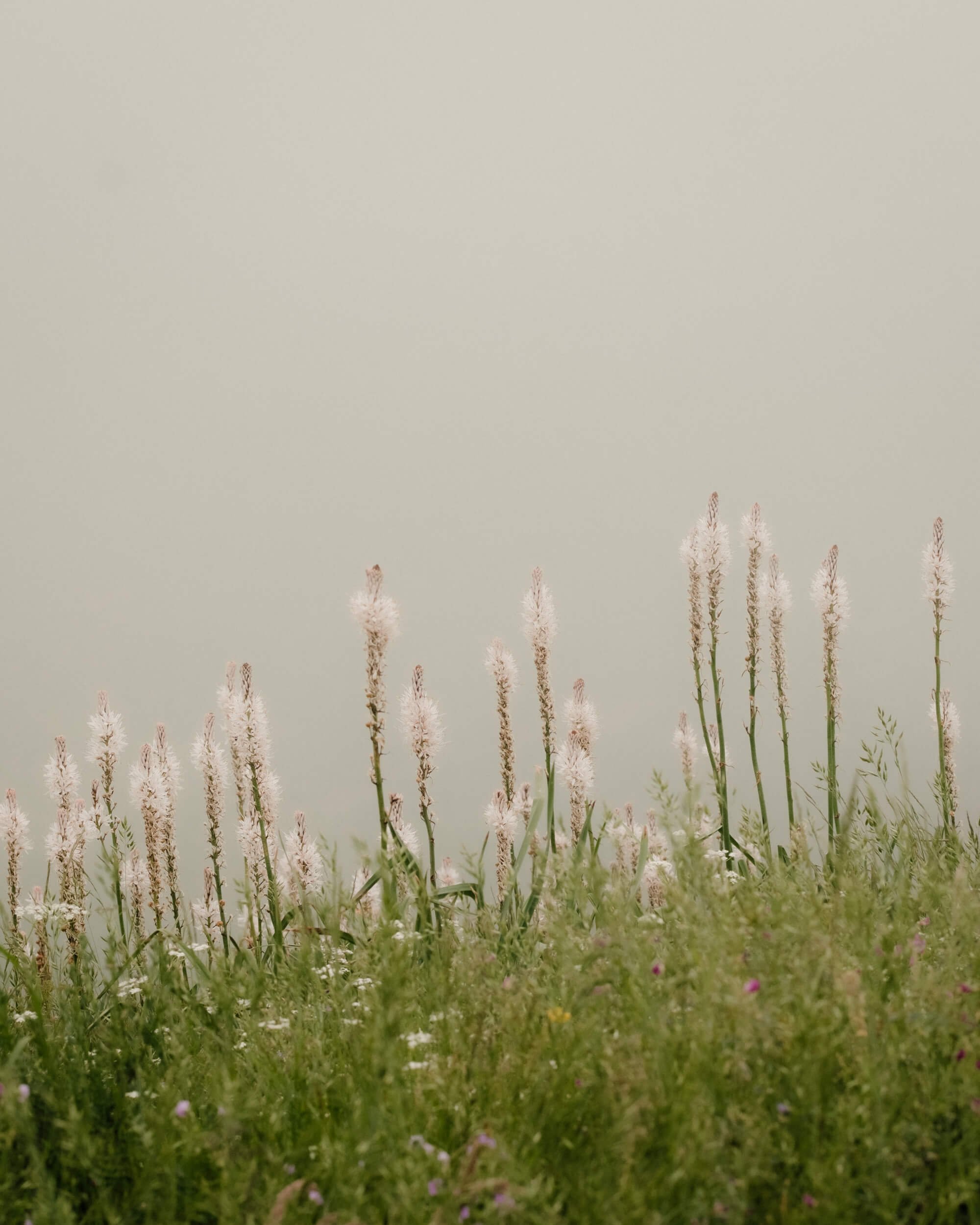 asturias-picos-europa-plants.jpg