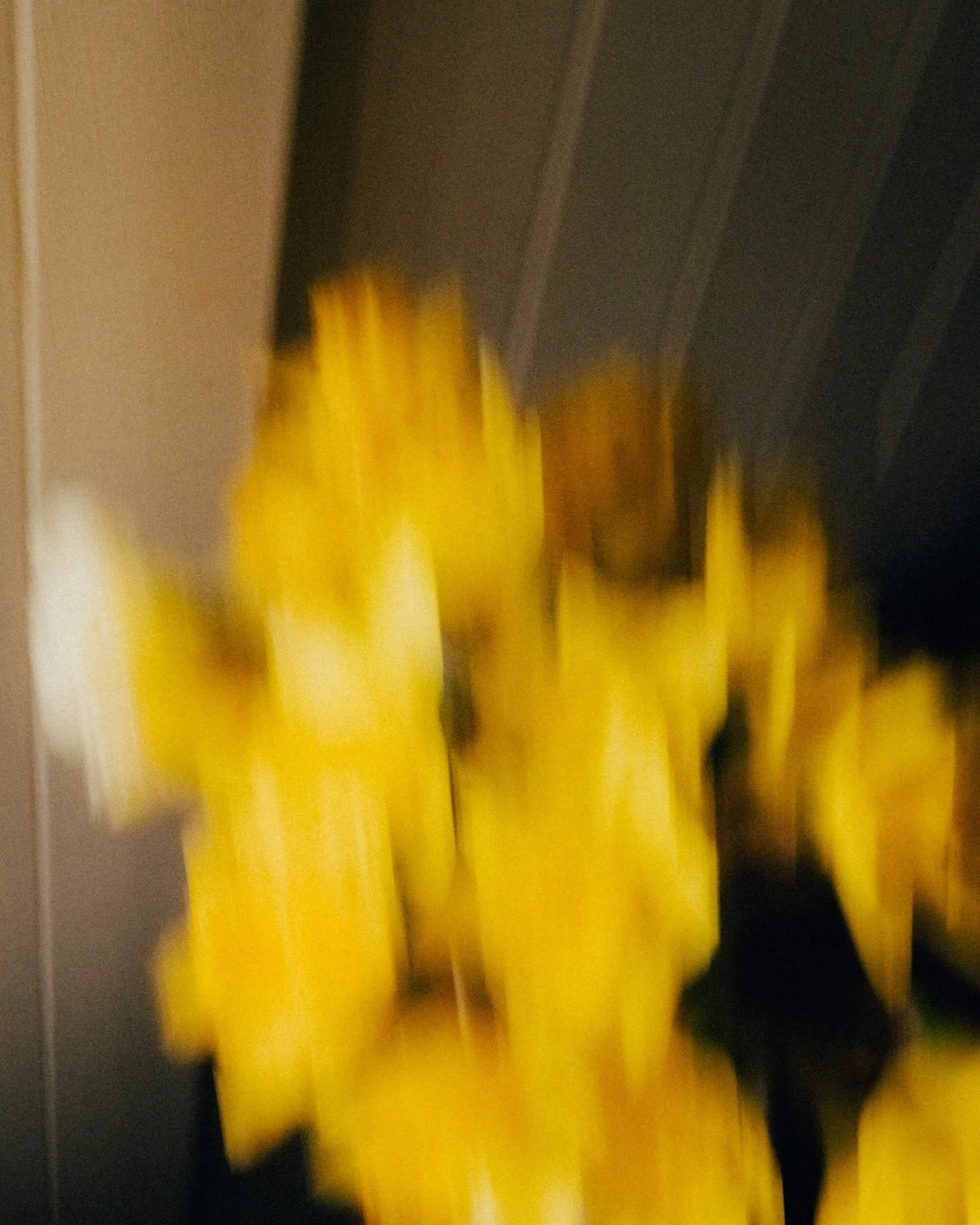 daffodils-cornwall.jpg