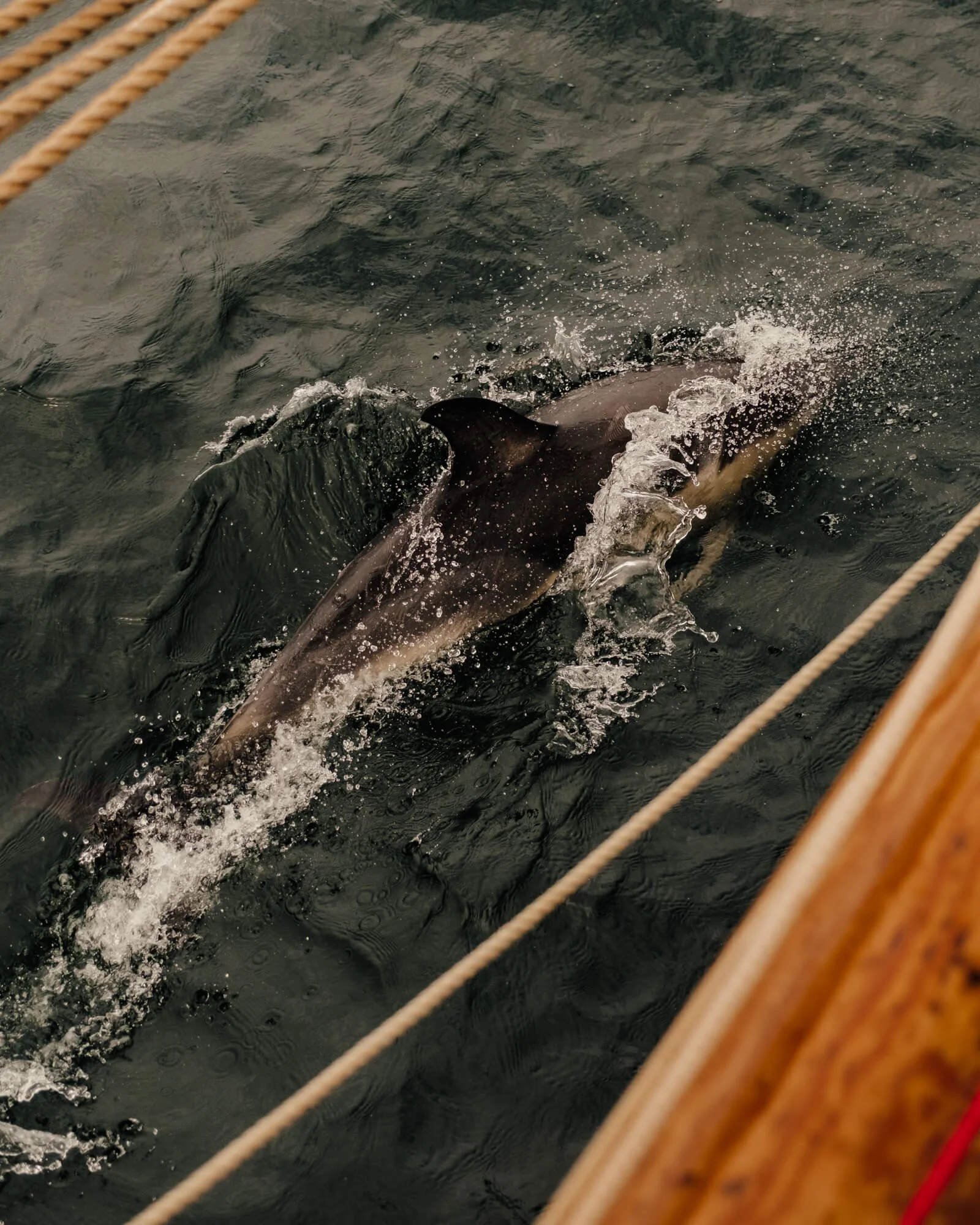 scotland-dolphin.jpg