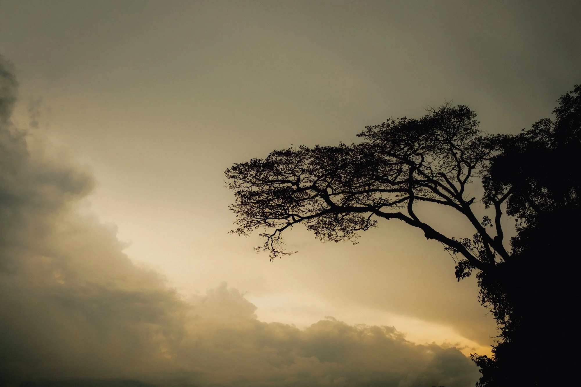 Silhouette of a tree against a cloudy sky during sunset or sunrise.