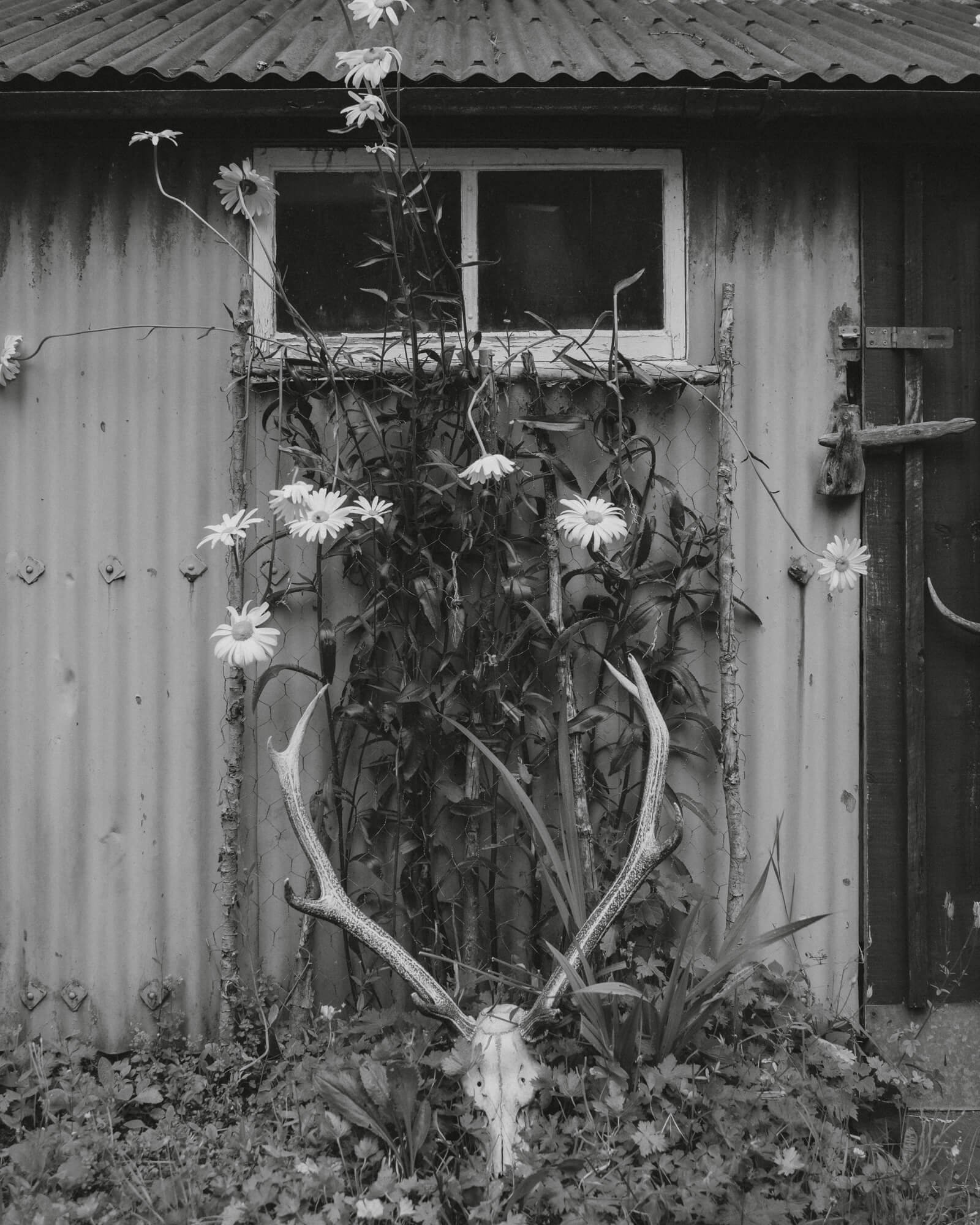 isle-rum-eda-frandsen.jpg