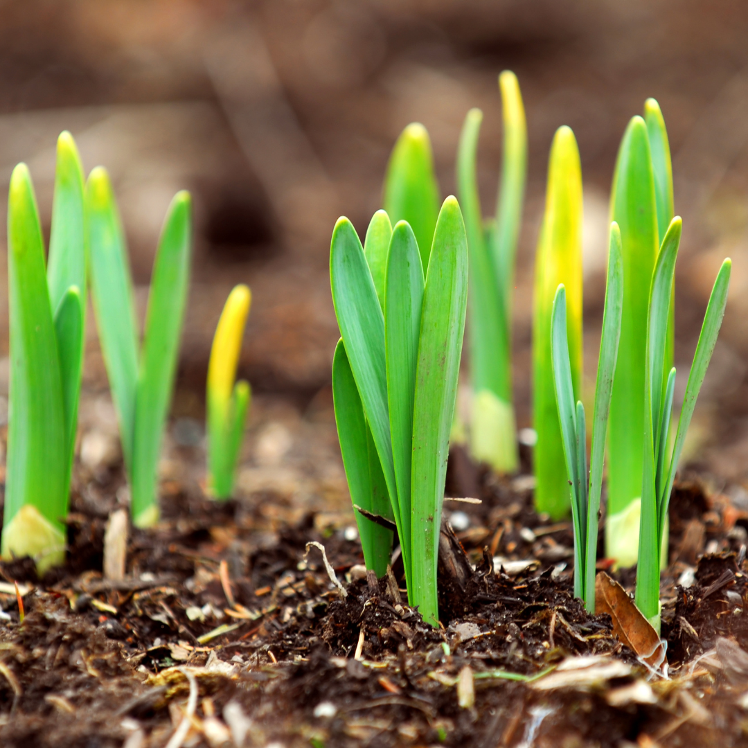 Spring is sprung, the grass is riz. I wonder where the birdies is…