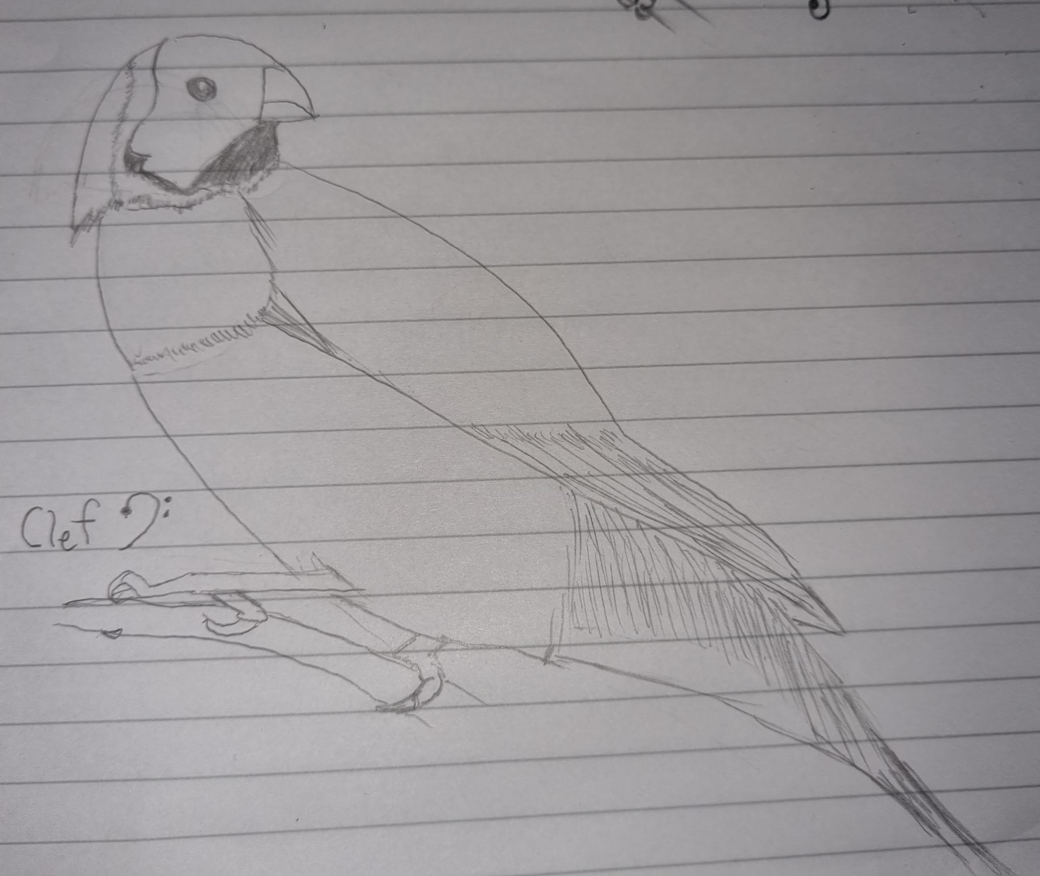 Calli's bird Clef by Amy
