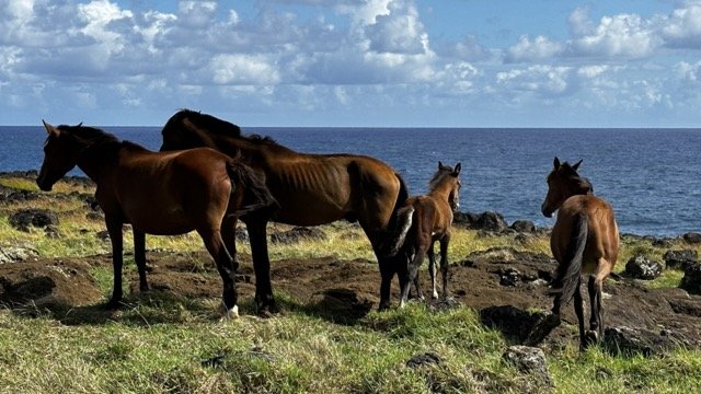 Horses of Easter Island