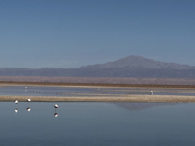 Flamingos Atacama Desert