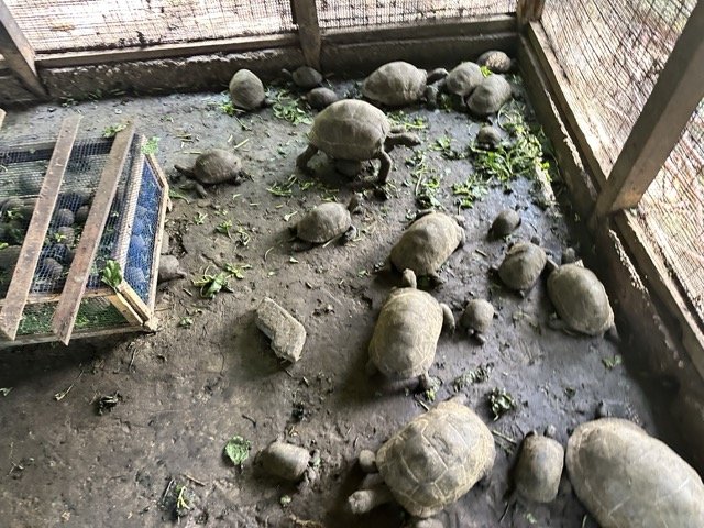 Prison Island Tortoises.jpeg