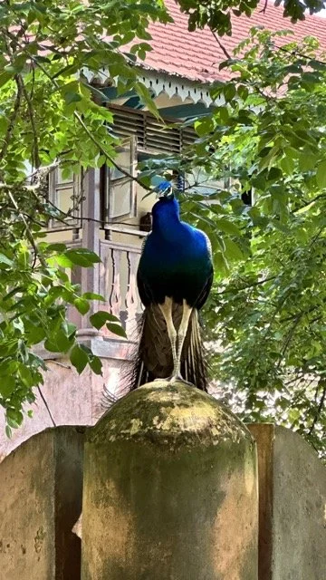 Prison Island Peacock.jpeg