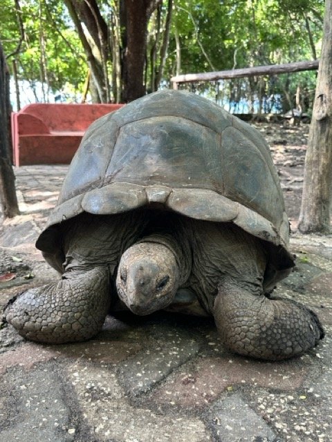 Prison Island Aldabra Tortoise.jpeg