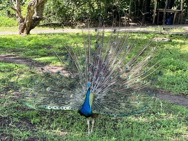 Peacock Prison Island.jpeg