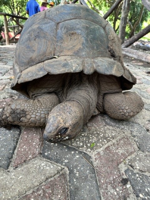 Giant Aldabra Tortoise Zanzibar.jpeg