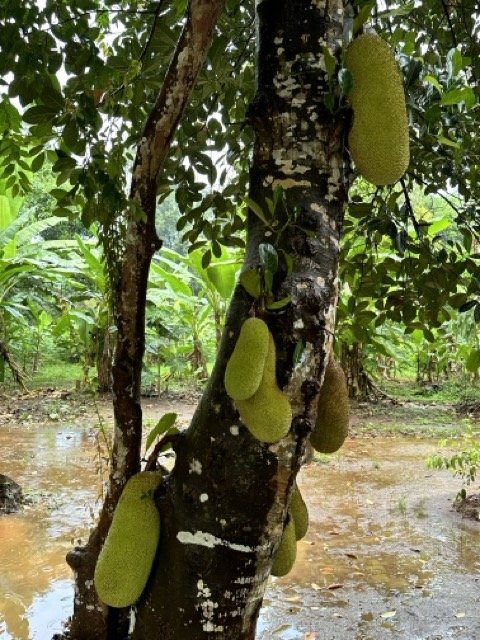 Spice Farm Tour Durian Fruit.jpeg