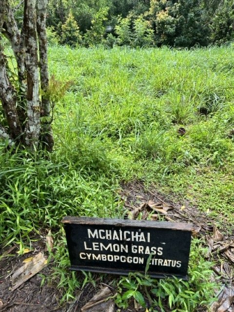 Spice Farm Tour Lemongrass.jpeg