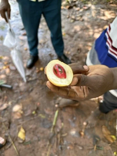Spice Farm Tour Nutmeg.jpeg