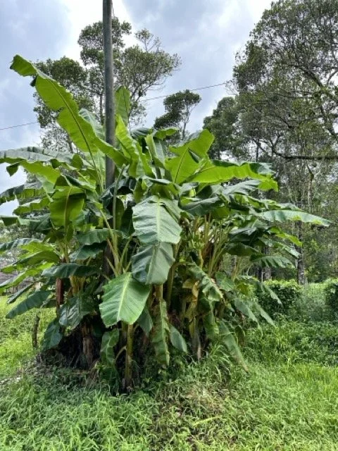 Spice Farm Tour Zanzibar Stone Town.jpeg