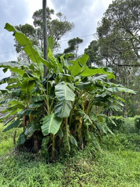 Spice Farm Tour Zanzibar Stone Town.jpeg