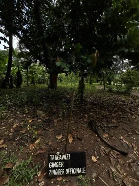 Spice Farm Zanzibar.jpeg