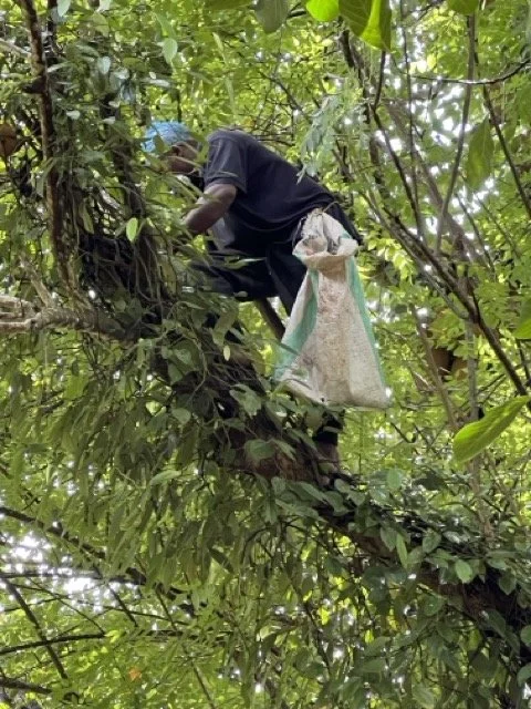 Spice Farm Tour.jpeg