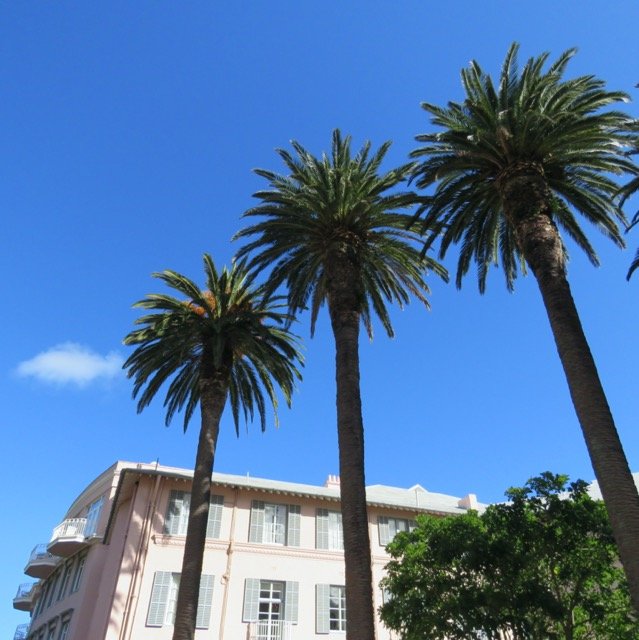 Palm Trees with Blue Sky