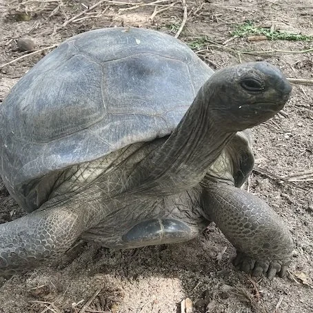 Denis_Private_Island_Aldabra_Giant_Tortoise.jpg